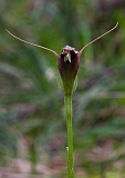 Pterostylis pedunculata (a) Maroonhood